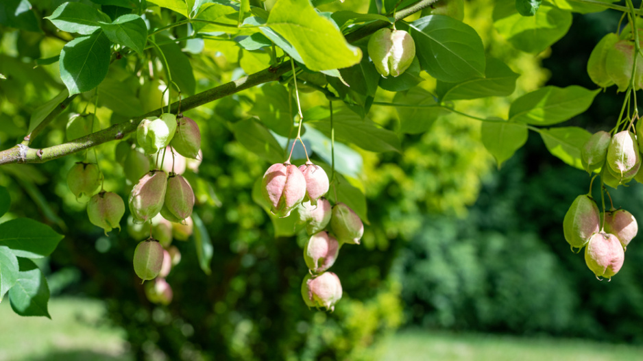 Klokoč zpeřený (Staphylea pinnata)