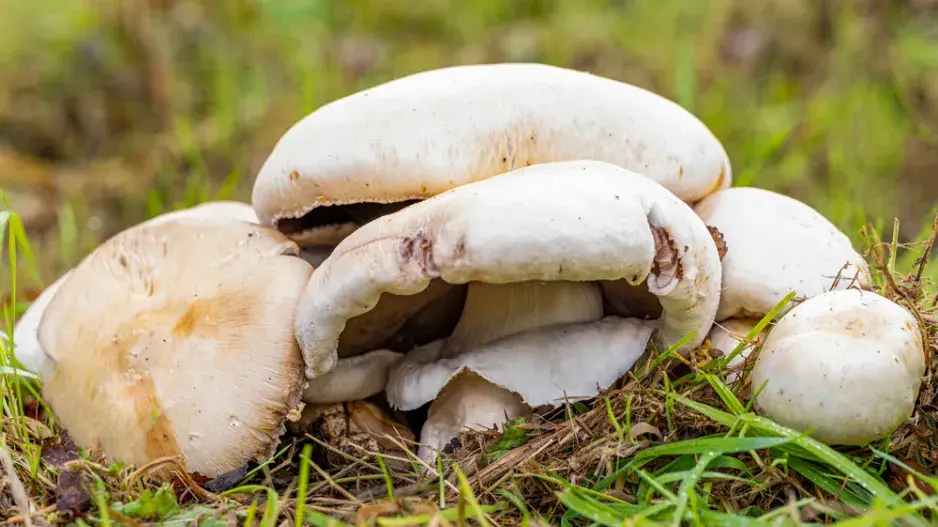 Žampion zápašný neboli pečárka zápašná (Agaricus xanthoderma)