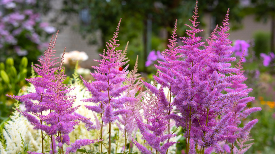 Čechrava (Astilbe)