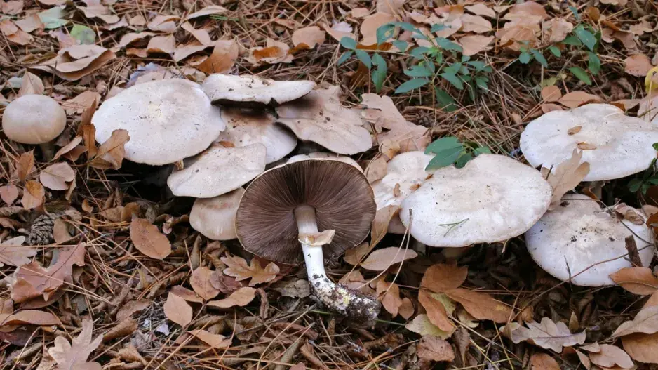 Žampion zápašný neboli pečárka zápašná (Agaricus xanthoderma)
