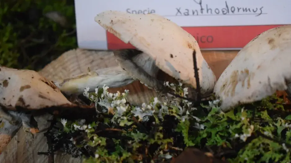 Žampion zápašný neboli pečárka zápašná (Agaricus xanthoderma)