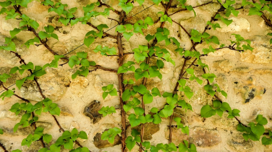 Hortenzie řapíkatá či hortenzie pnoucí (Hydrangea petiolaris)