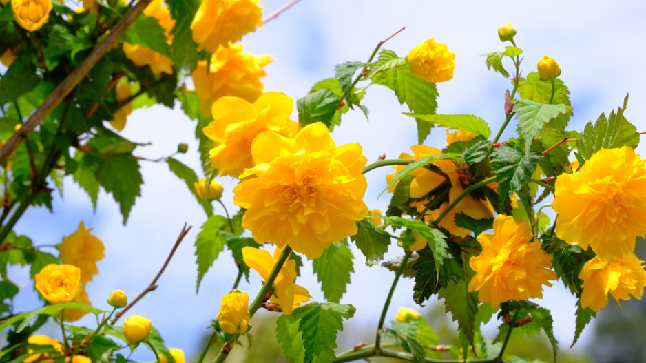 Zákula japonská (Kerria japonica)