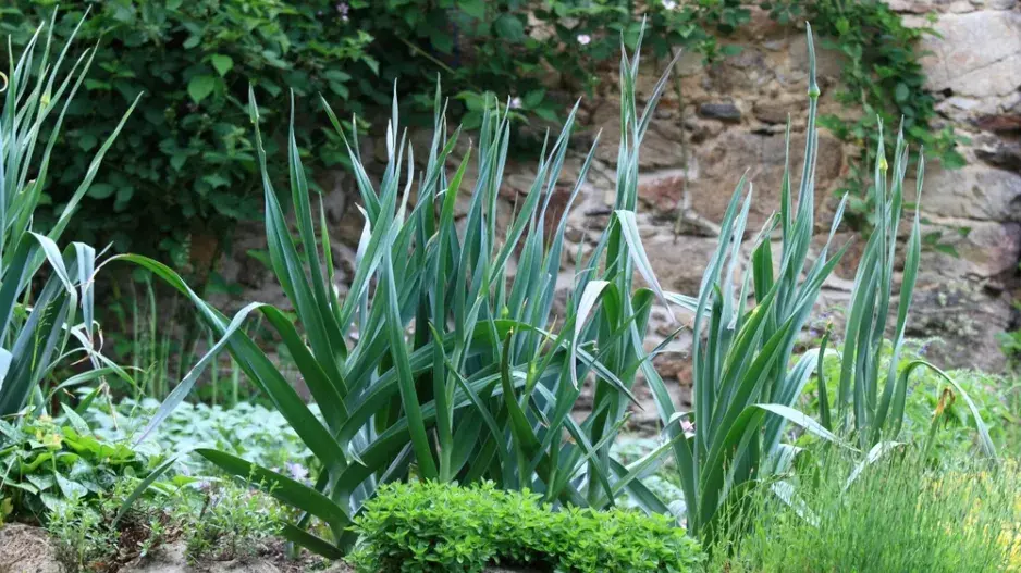 Vytrvalé druhy zeleniny se snadno pěstují a můžete jimi doplnit i trvalkové či bylinkové záhony