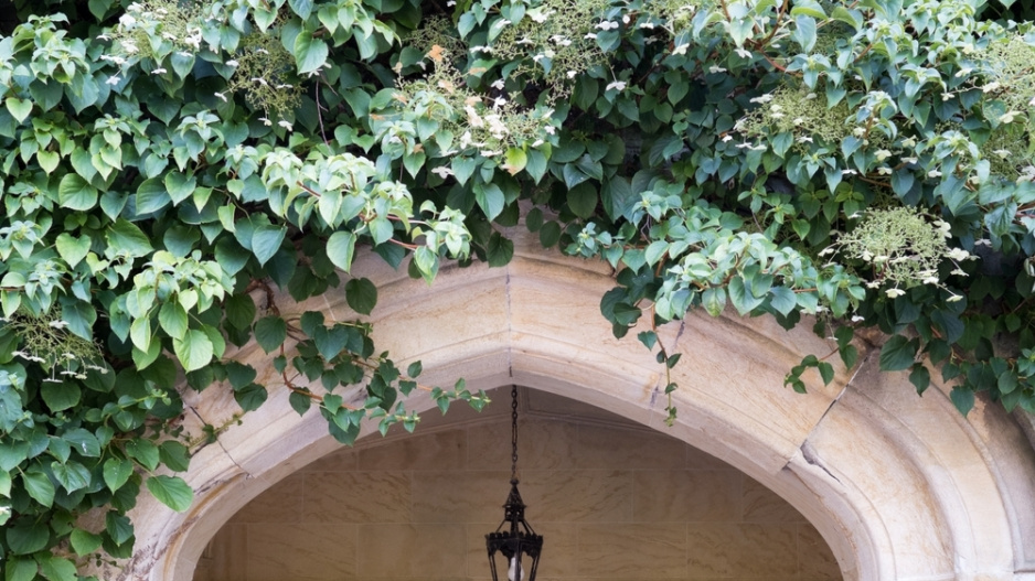 Hortenzie řapíkatá či hortenzie pnoucí (Hydrangea petiolaris)
