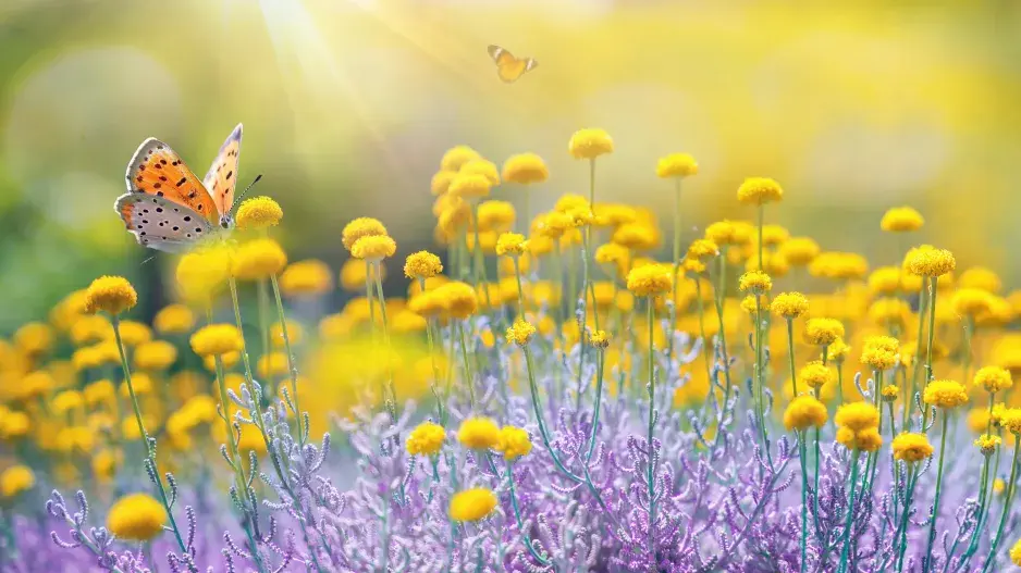 Svatolina rozzáří každou zahradu