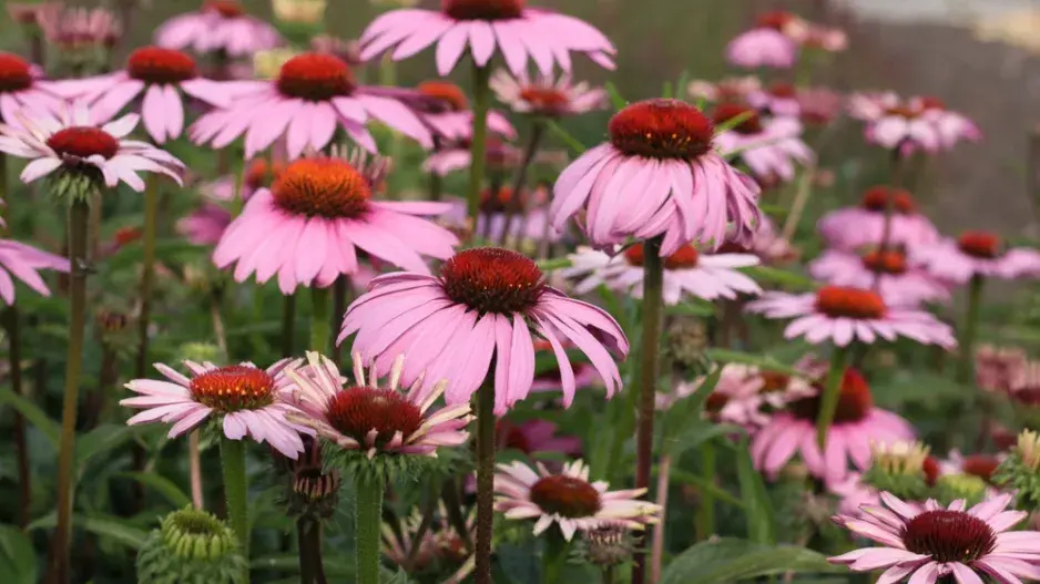Třapatkovka nachová je známá i pod názvem převzatým z latiny, echinacea