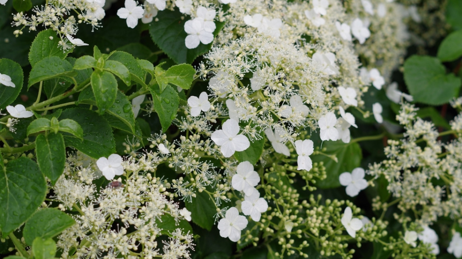 Hortenzie řapíkatá či hortenzie pnoucí (Hydrangea petiolaris)