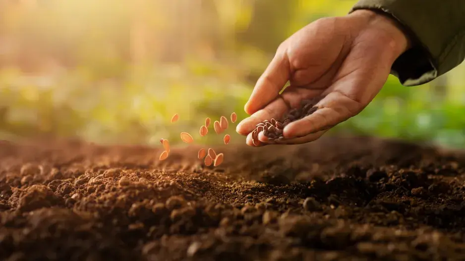 výsev semínek do záhonu