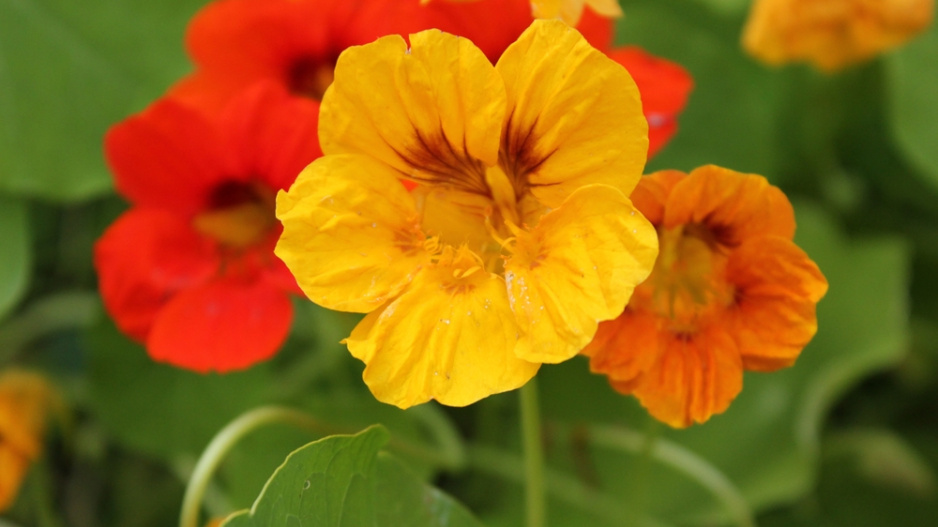 Lichořeřišnice (Tropaeolum majus)