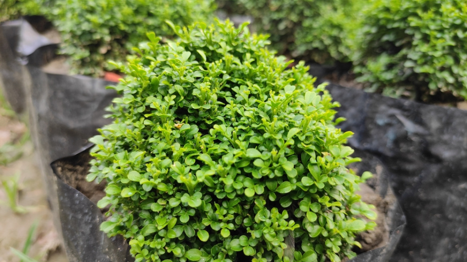 Zimostráz malolistý (Buxus microphylla) je pomalu rostoucí keř s drobnými oválnými lístky