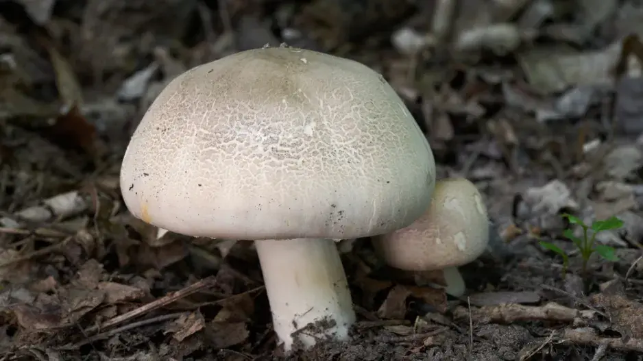 Žampion zápašný neboli pečárka zápašná (Agaricus xanthoderma)