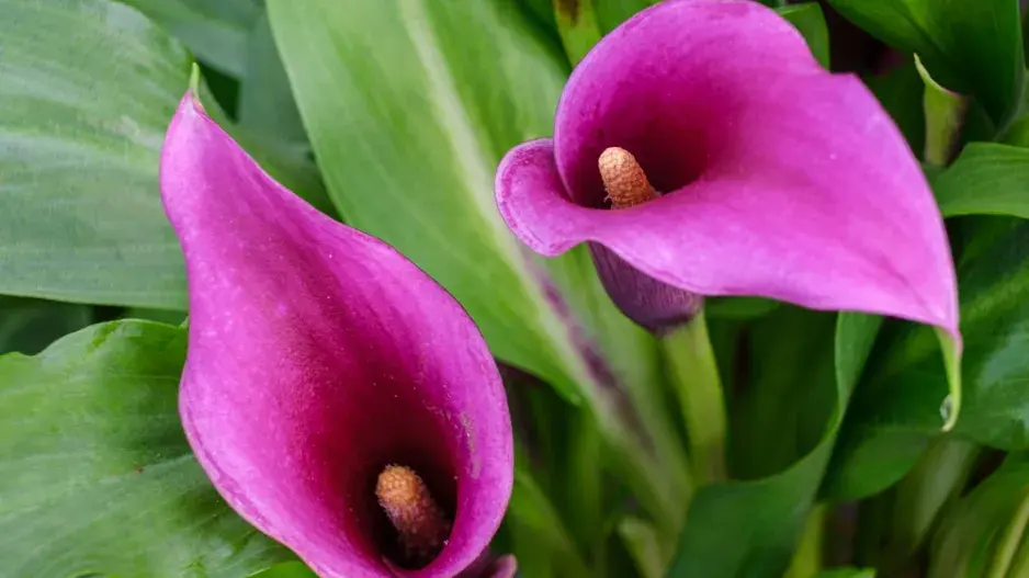 Atraktivní květ kornoutice