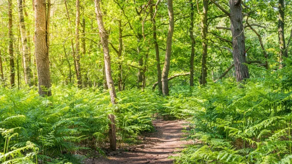 Hasivka orličí (Pteridium aquilinum)