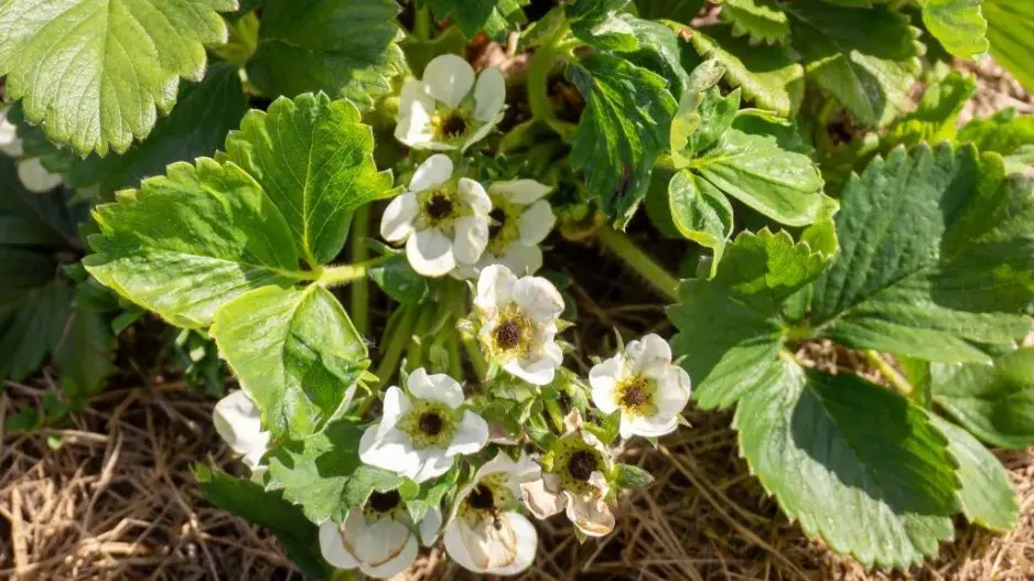 Květy jahod, poškozené mrazem