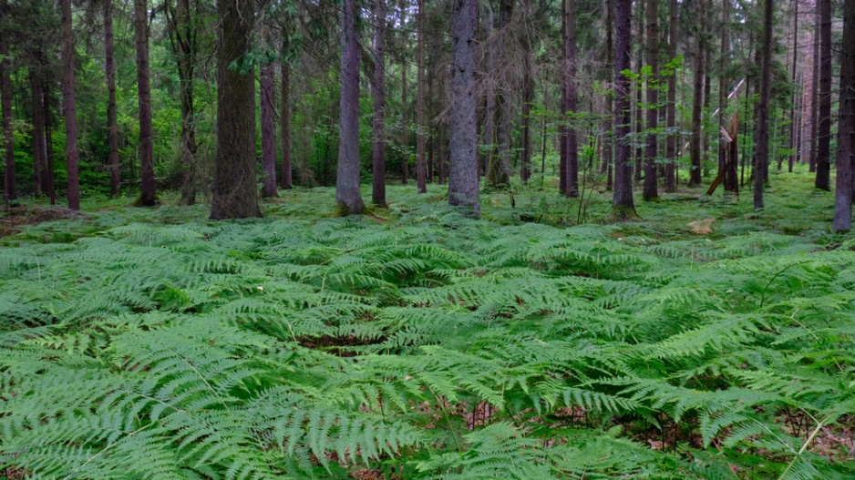 Hasivka orličí (Pteridium aquilinum)