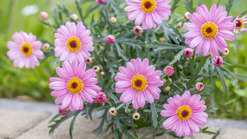 Kopretina pařížská, kopretinovec dřevnatý či kopretina dřevnatá (Argyranthemum frutescens)