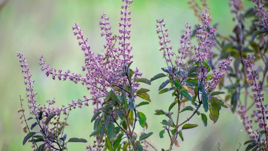 Indická bazalka Tulsi (Ocimum sanctum syn. Ocimum tenuiflorum), známá i pod názvy Tulisi nebo Tulasi, pochází z jihovýchodní Asie