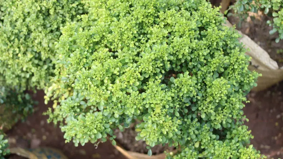 Zimostráz malolistý (Buxus microphylla)