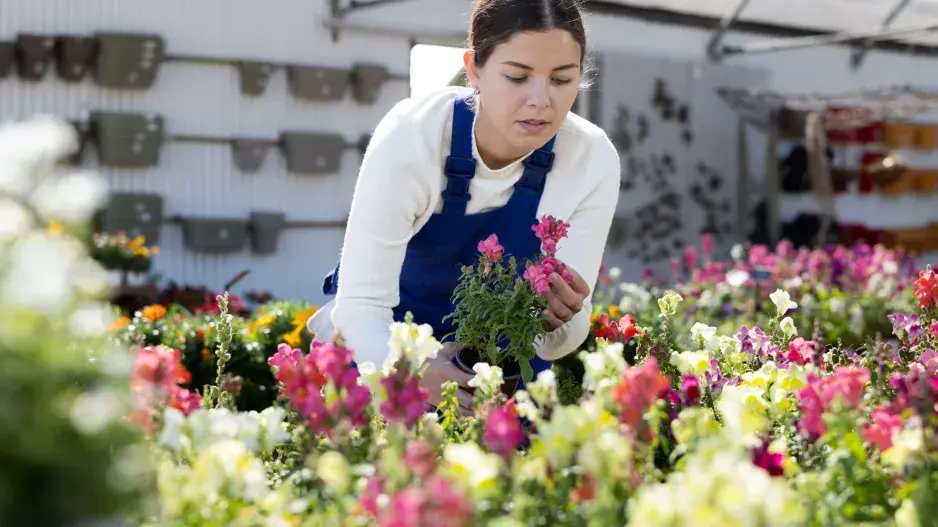 Hledík patří mezi nejoblíbenější letničky