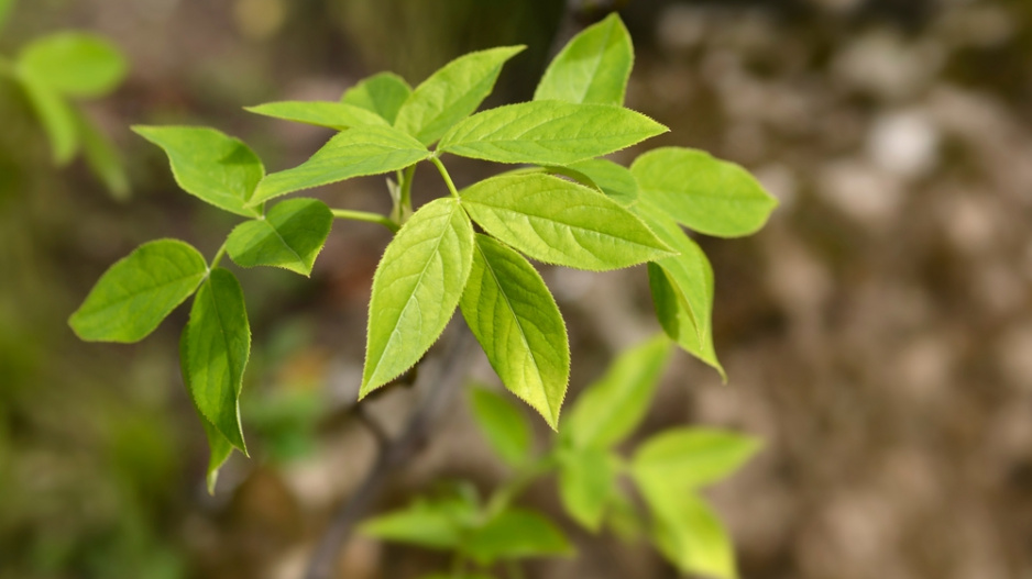 Klokoč zpeřený (Staphylea pinnata)