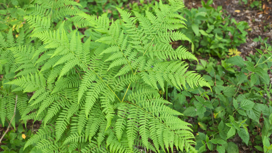 Hasivka orličí (Pteridium aquilinum)
