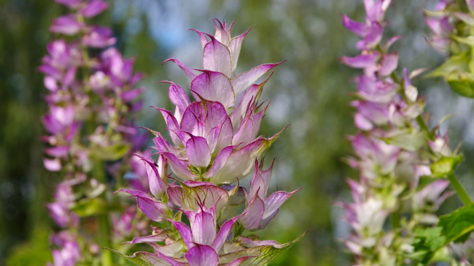 Šalvěj muškátová (Salvia sclarea)