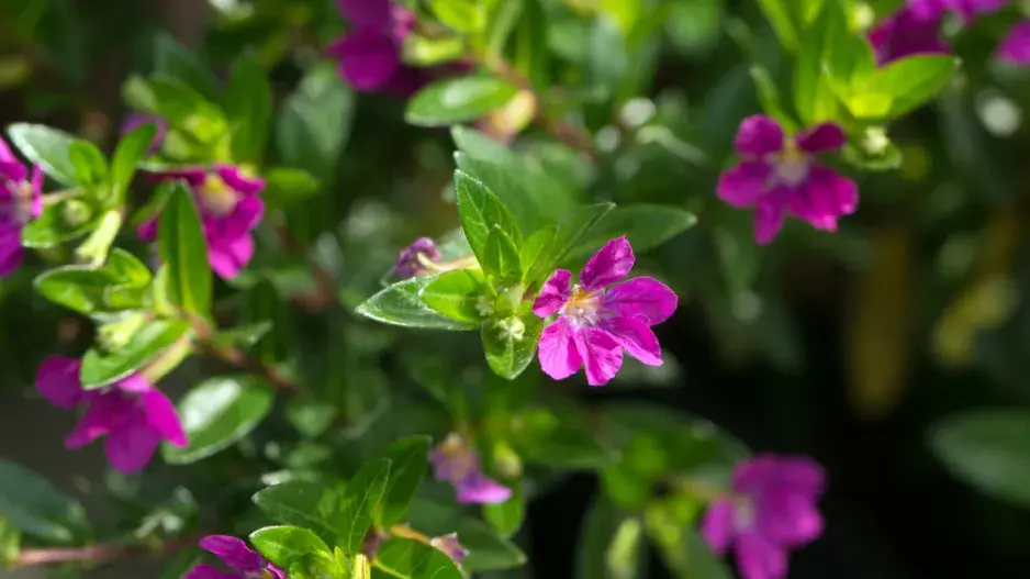 Hlazenec yzopolistý (Cuphea hyssopifolia)