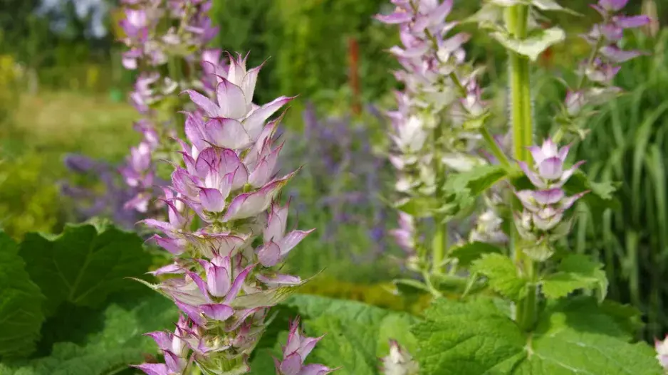 Šalvěj muškátová (Salvia sclarea)