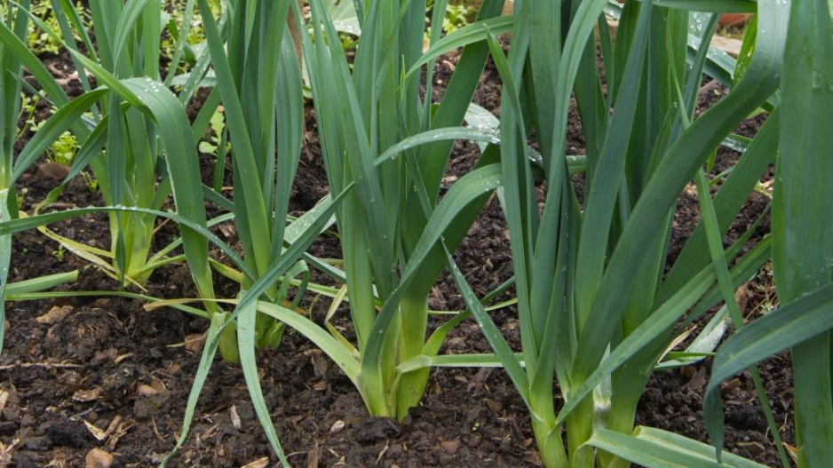 Vytrvalý pórek (Allium ampeloprasum)