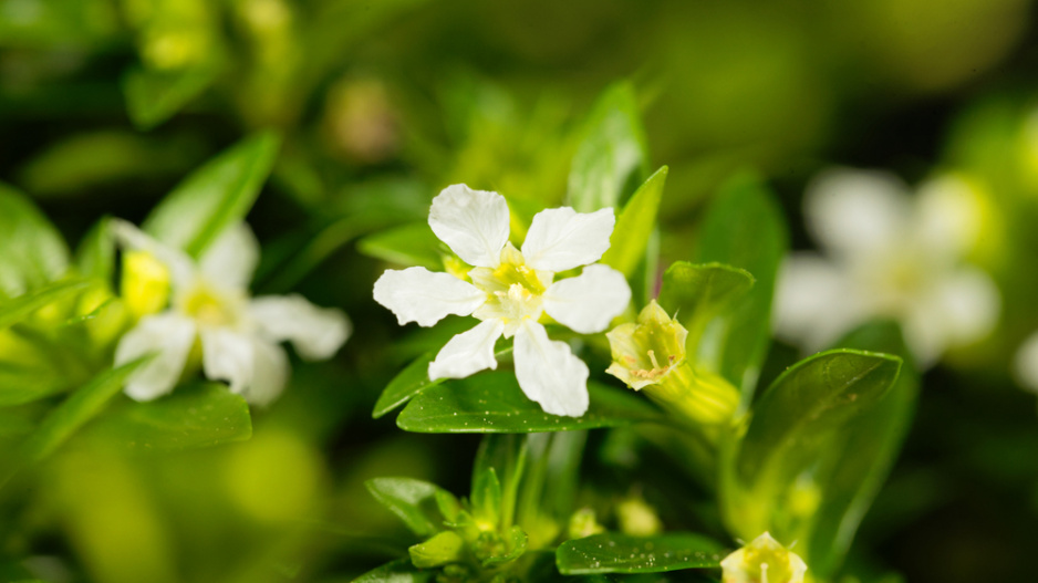 Hlazenec yzopolistý (Cuphea hyssopifolia)