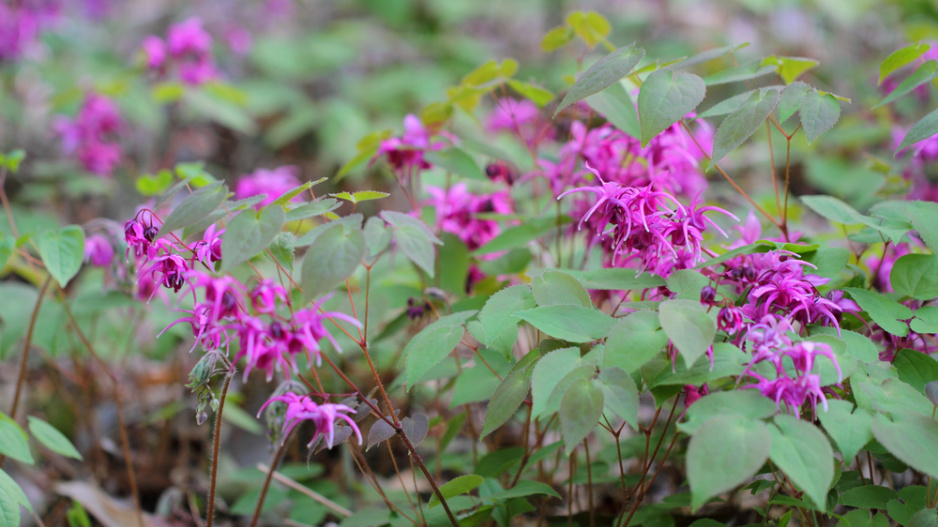 Škornice velkokvětá (Epimedium grandiflorum)