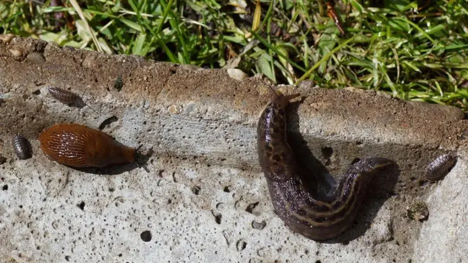 Slimák největší (Limax maximus)  a plzák španělský (Arion vulgaris)  Slimák největší (Limax maximus)  a plzák španělský (Arion vulgaris)