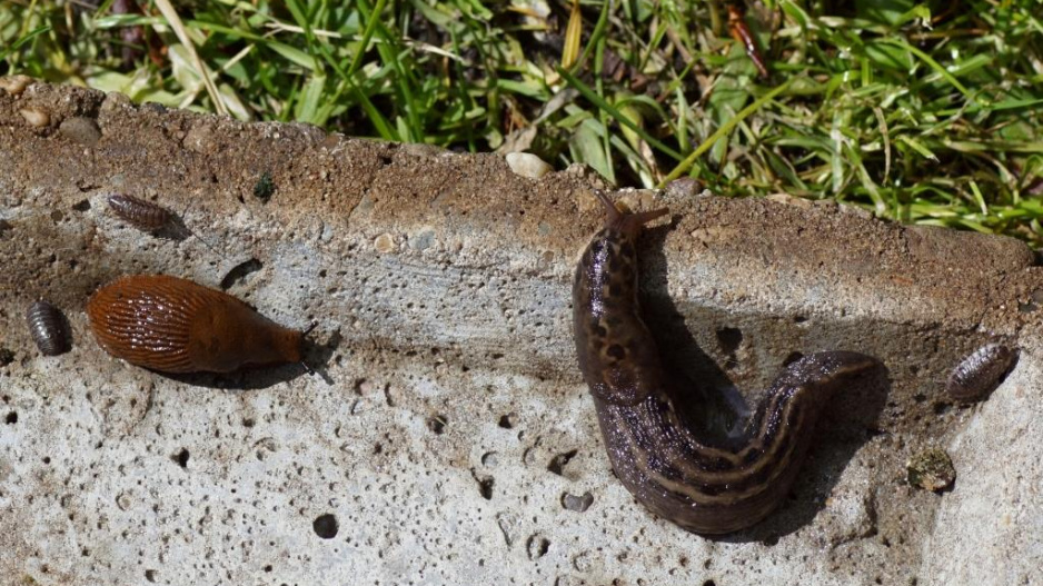 Slimák největší (Limax maximus)  a plzák španělský (Arion vulgaris) 