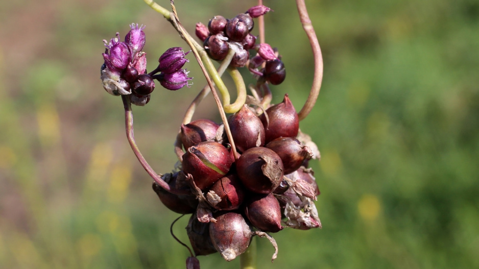 Česnek ořešec (Allium scorodoprasum)