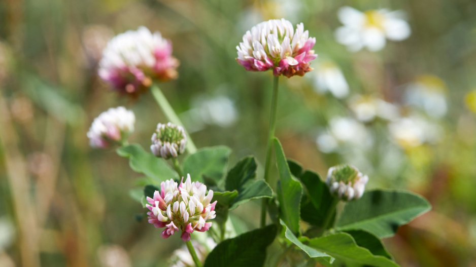 Jetel zvrhlý (Trifolium hybridum)
