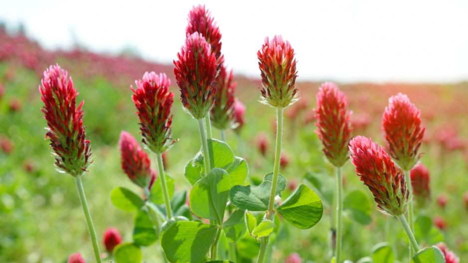 Jetel inkarnát (Trifolium incarnatum)