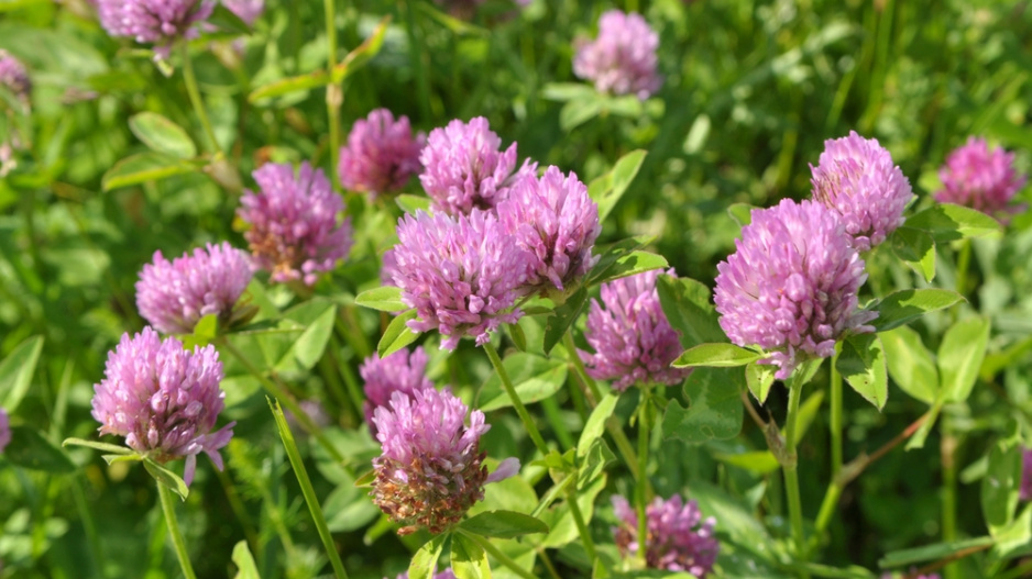 Jetel luční (Trifolium pratense)