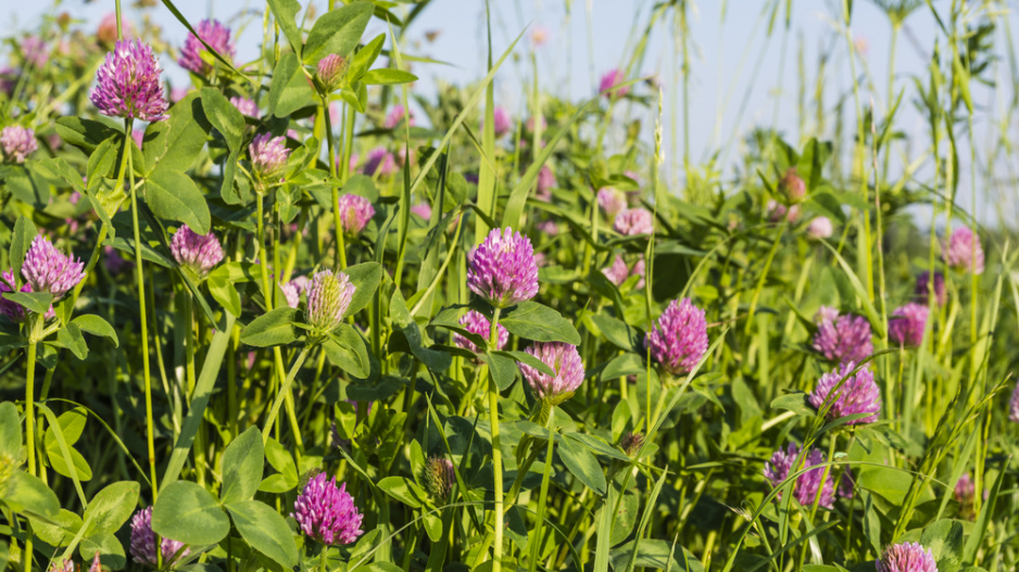 Jetel luční (Trifolium pratense)