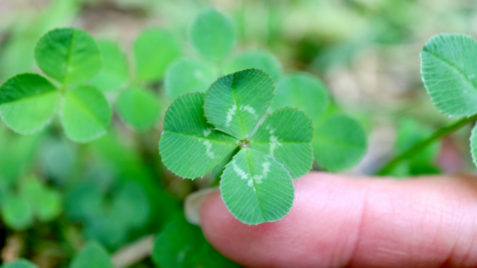 Jetel plazivý (Trifolium repens)