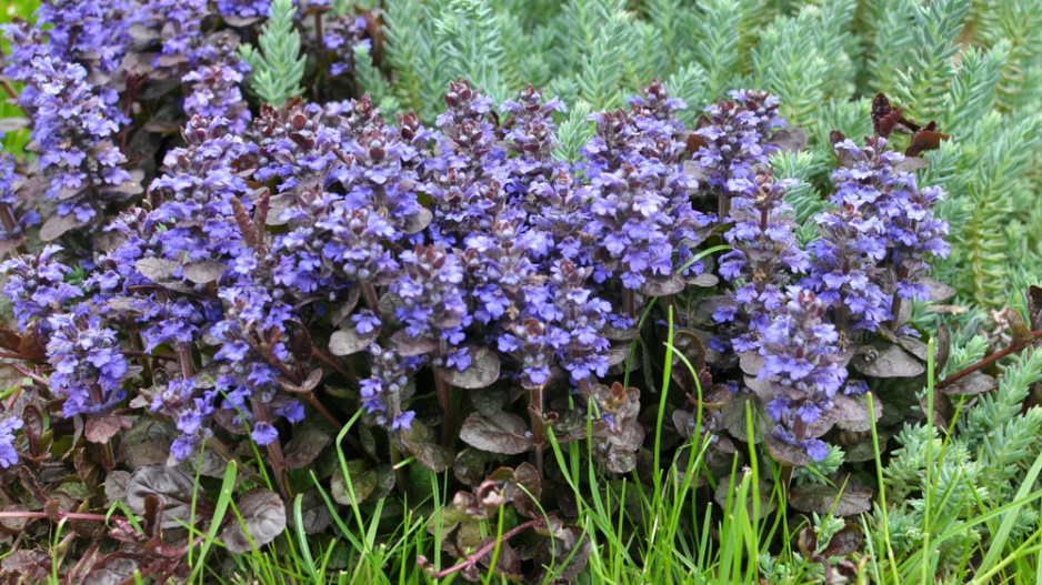 Zběhovec plazivý (Ajuga reptans)