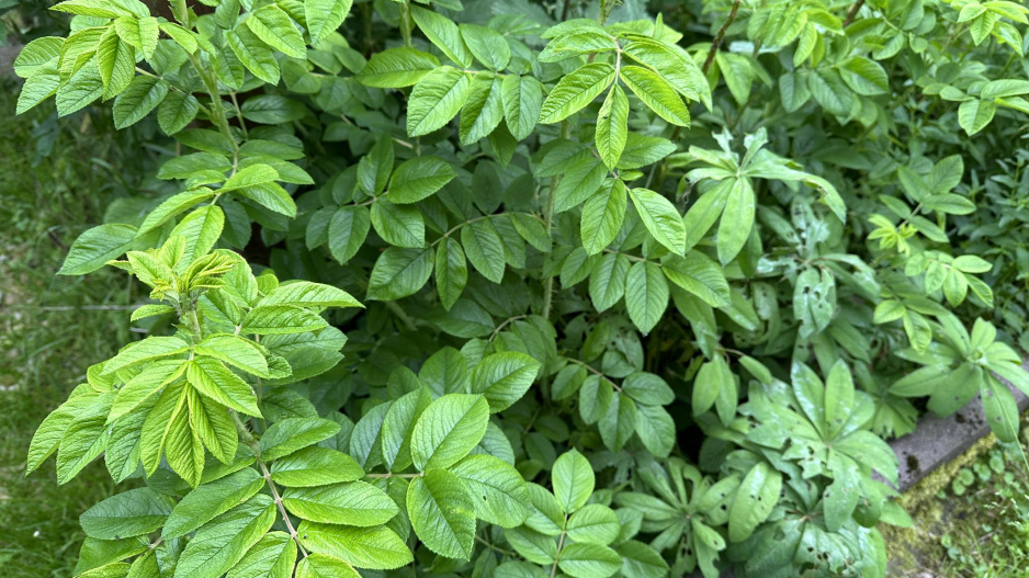 Růže svraskalá (Rosa rugosa)