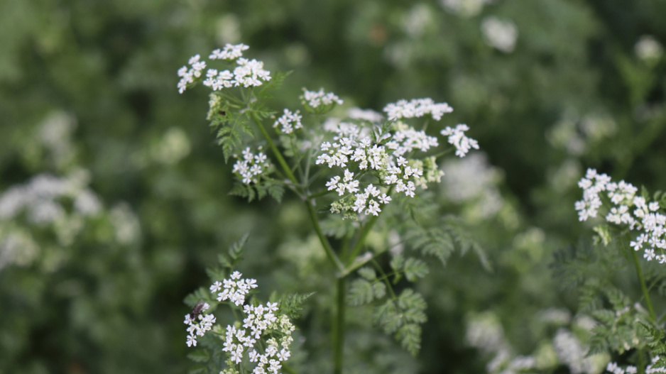 Kerblík třebule (Anzhriscus cerefolium)