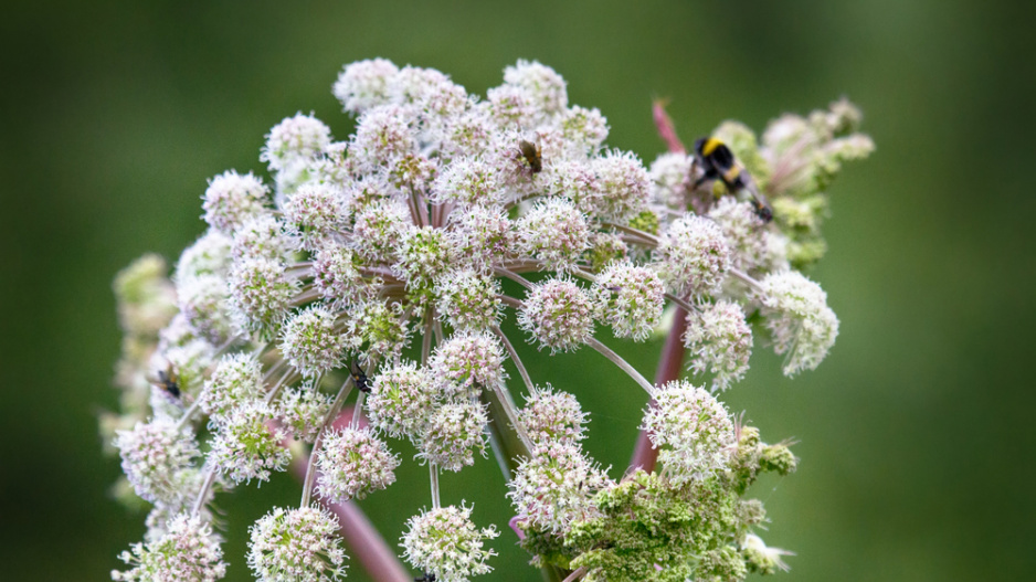 Andělika lékařská (Archangelica officinalis)