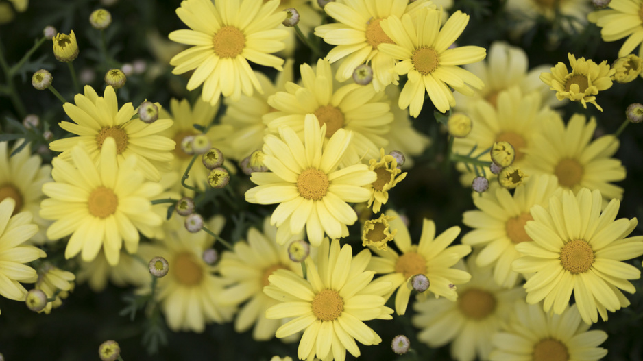 Kopretina pařížská (Argyranthemum frutescens)