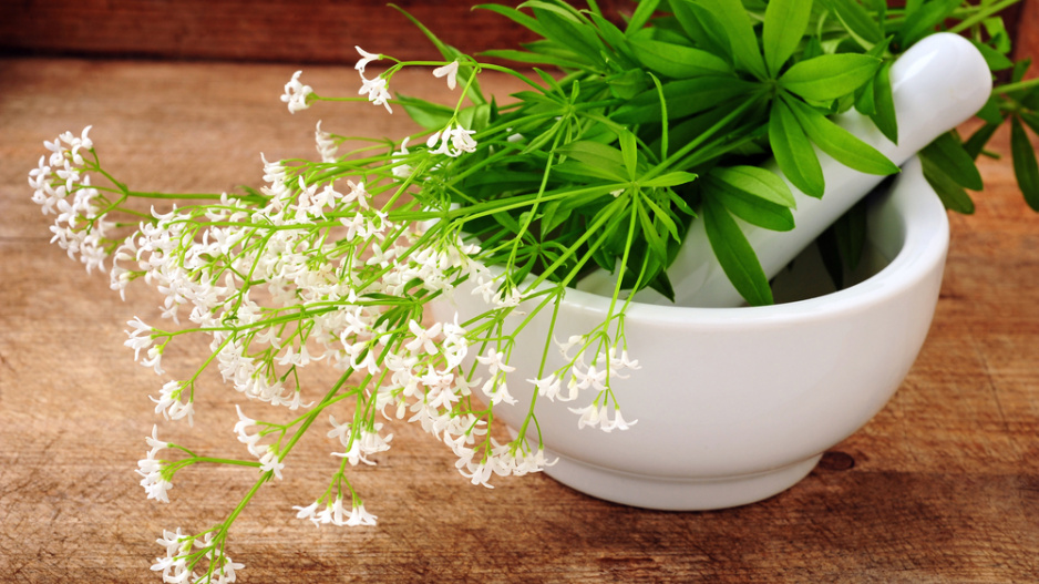 Svízel vonný neboli mařinka vonná (Asperula odorata)