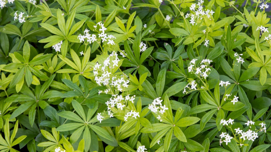 Svízel vonný neboli mařinka vonná (Asperula odorata)