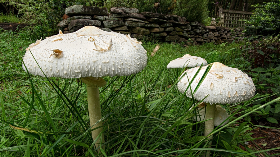 Bedla zahradní (Chlorophyllum brunneum)