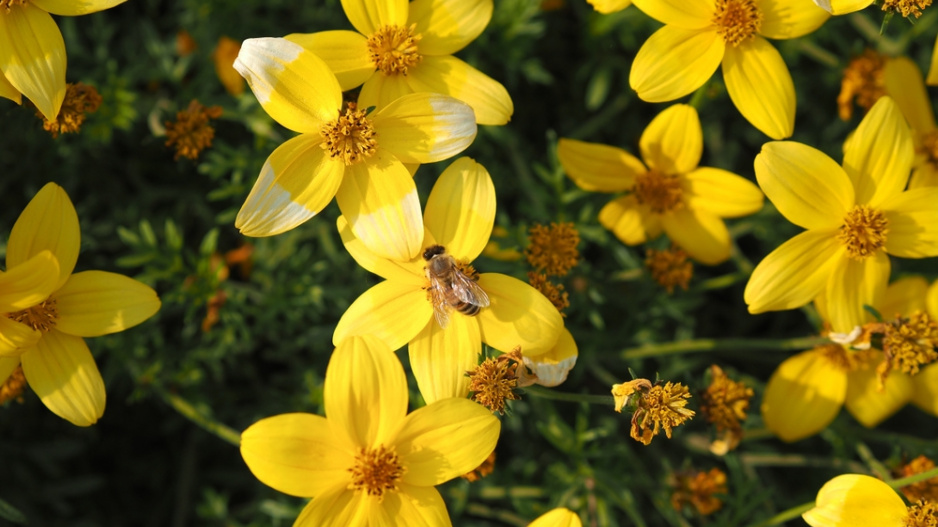 Dvojzubec (Bidens aurea)