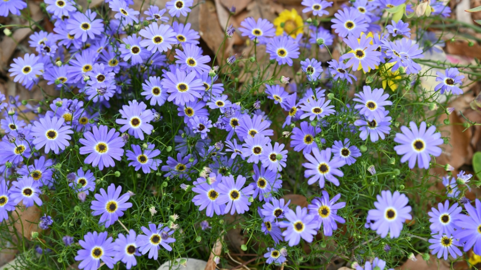 Všelicha iberkolistá (Brachyscome iberidifolia)